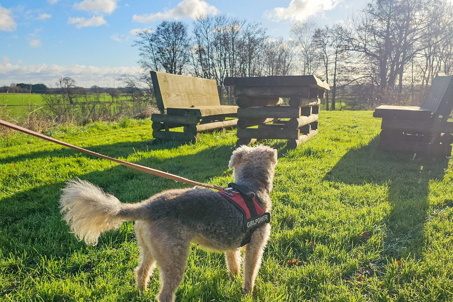Happy dog resting at one of the picnic spots at Hay’s Wood Retreat in Norfolk, UK, with wooden picnic benches surrounded by greenery and open skies. Guests can enjoy relaxed outdoor meals with their dogs by their side while exploring the retreat’s dog-friendly, conservation-focused woodland setting—perfect for countryside breaks where pets are welcome.