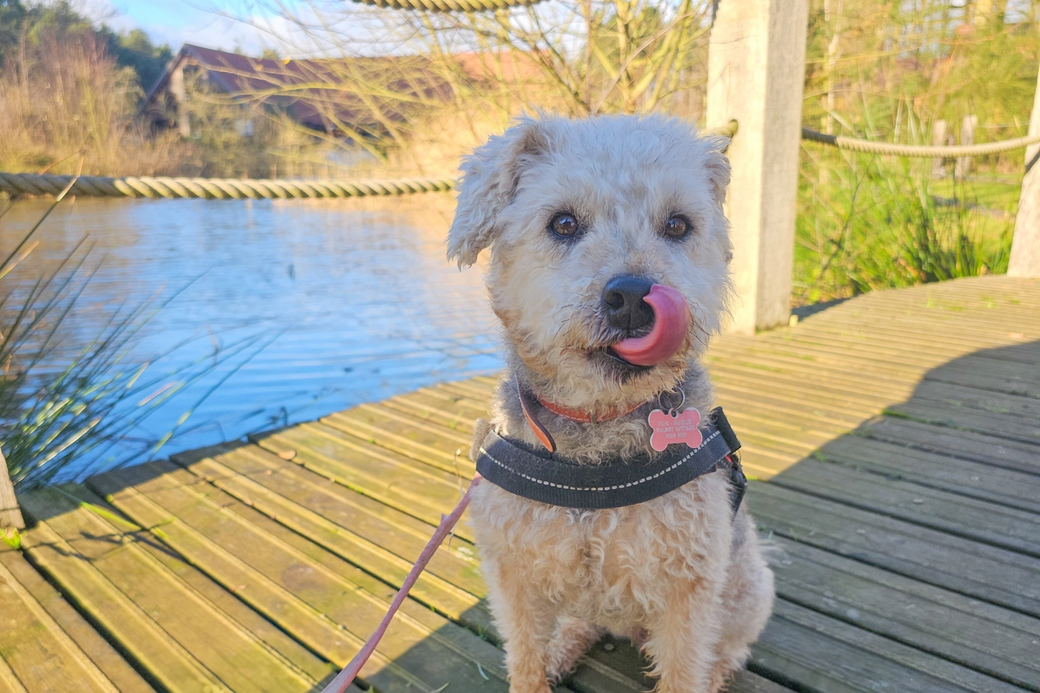 A happy dog on a bridge overlooking a serene lake at Hays Wood Retreat, showcasing our pet-friendly environment and the beautiful Norfolk landscape.