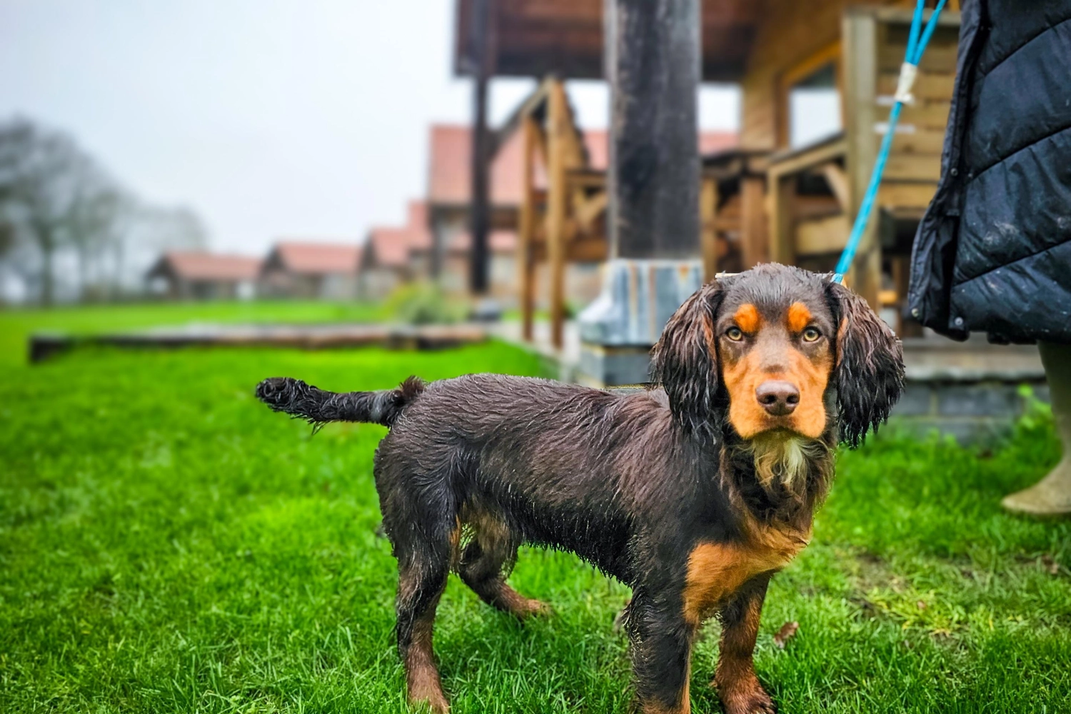 The perfect dog-friendly getaway: a playful dog outside our lodge at Hays Wood Retreat in Norfolk, highlighting our outdoor amenities and dog-friendly welcome.