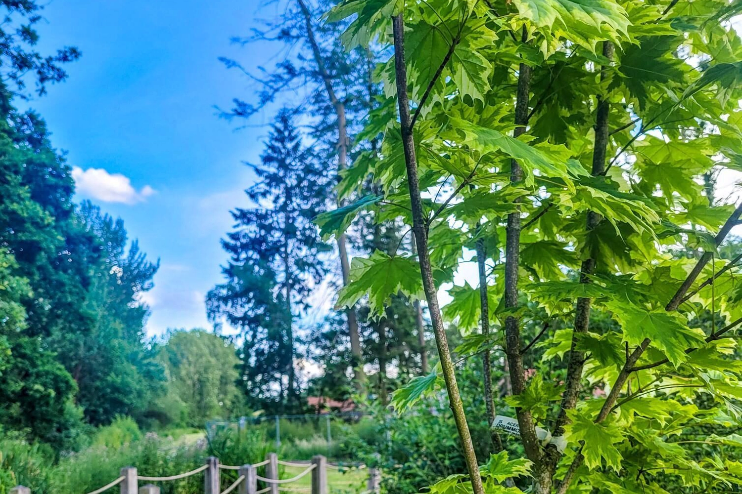 Wooden bridge along a scenic trail at Hay’s Wood Retreat in Norfolk, UK, surrounded by bright green trees under clear blue skies. This inviting countryside walk lets guests wander through the retreat’s beautiful natural surroundings, combining peaceful woodland views with moments of adventure as they cross bridges and explore the conservation-focused landscape of this hidden rural getaway.
