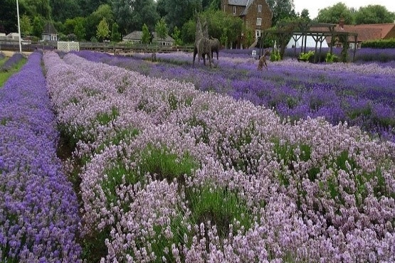 Vibrant purple lavender fields in full bloom, offering a fragrant and visually stunning experience at Norfolk Lavender near Hays Wood Retreat in Norfolk.