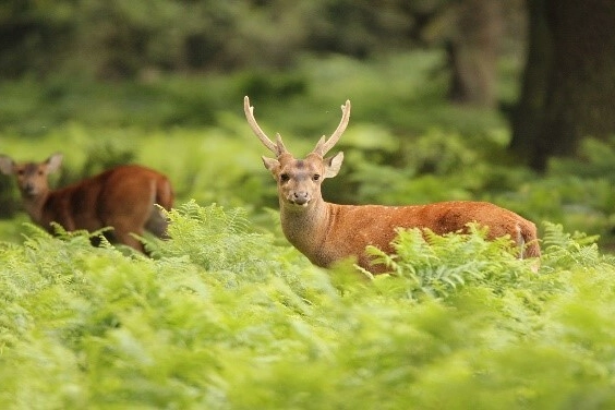 Deer grazing peacefully at Watatunga Wildlife Reserve, a nearby attraction offering a beautiful day out for guests staying at Hays Wood Retreat.